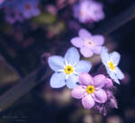 :: Forget me not :: by Whimsical-Dreams