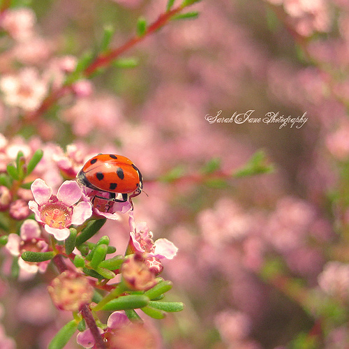 ..::Lady in red::..