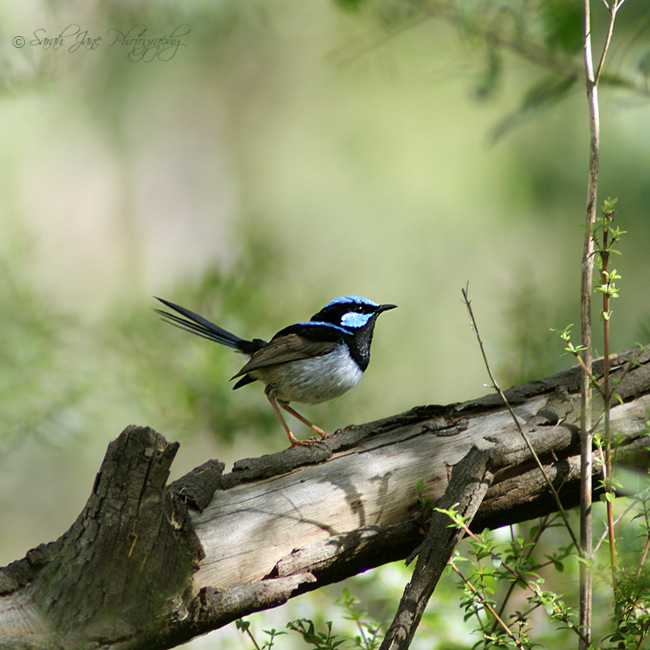 ..:: Blue Bird ::..