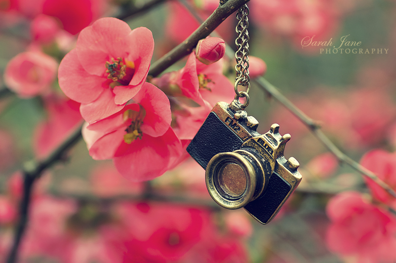 .:: Vintage bloom ::. by Whimsical-Dreams