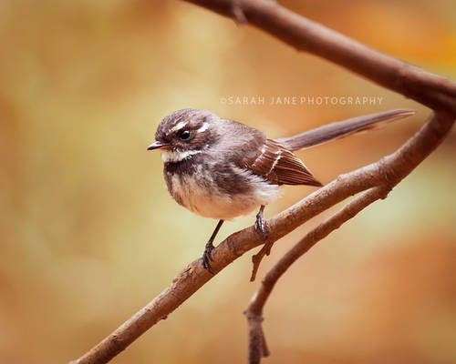 .:: Little fantail ::.