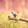 .:: Fairywren ::.