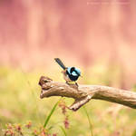 .:: Fairywren ::. by Whimsical-Dreams