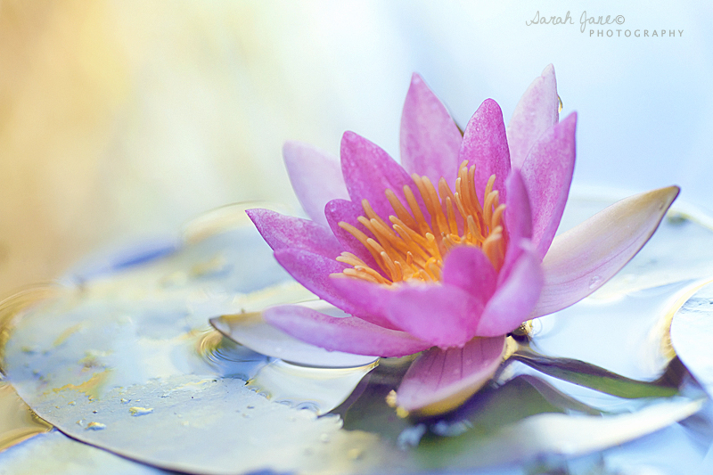 .:: Awakening ::. by Whimsical-Dreams