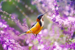 .:: Eastern Spinebill ::. by Whimsical-Dreams