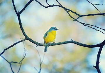 .:: Pretty yellow robin ::. by Whimsical-Dreams