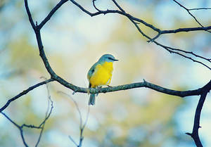.:: Pretty yellow robin ::.