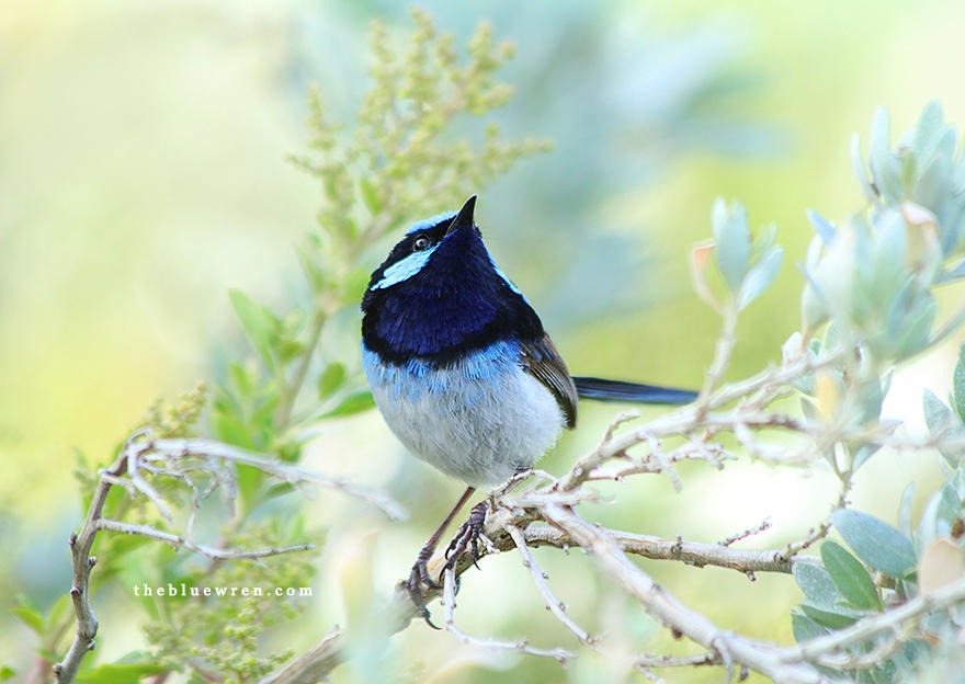 The Blue Wren by Whimsical-Dreams