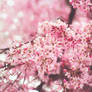 Beauty of Blossoms