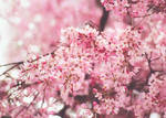 Beauty of Blossoms