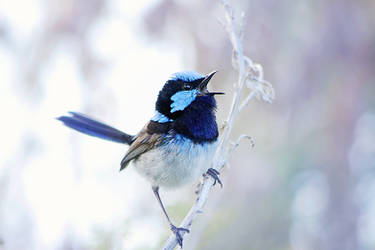 Blue Wren singing by Whimsical-Dreams