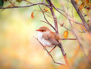 Feathered Friend by Whimsical-Dreams Feathered Friend by Whimsical-Dreams