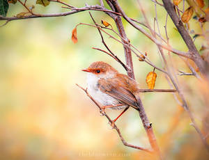 Feathered Friend