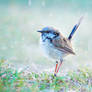 Baby Blue Wren