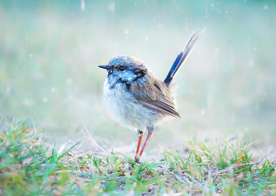 Baby Blue Wren by Whimsical-Dreams