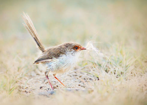 Playful Fairywren