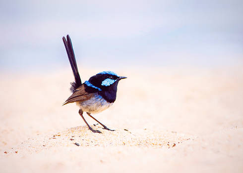 Fairywren at the beach