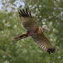 Harrier among the trees