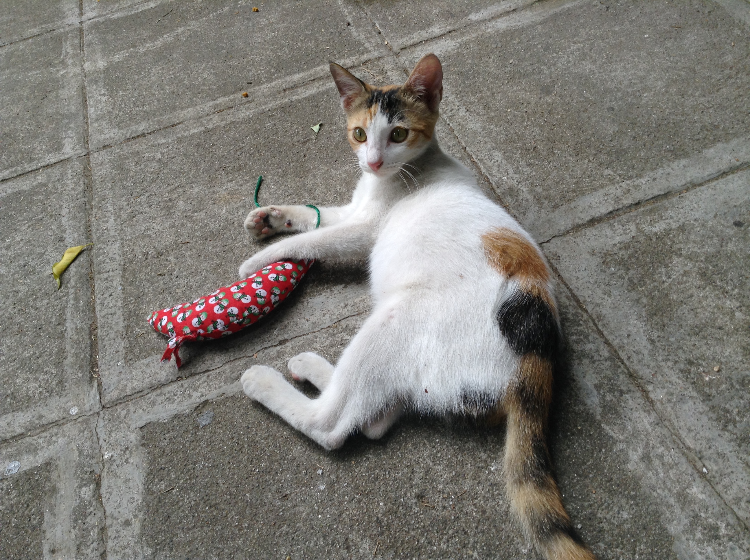 Little Shaela Calico and Her Mousie