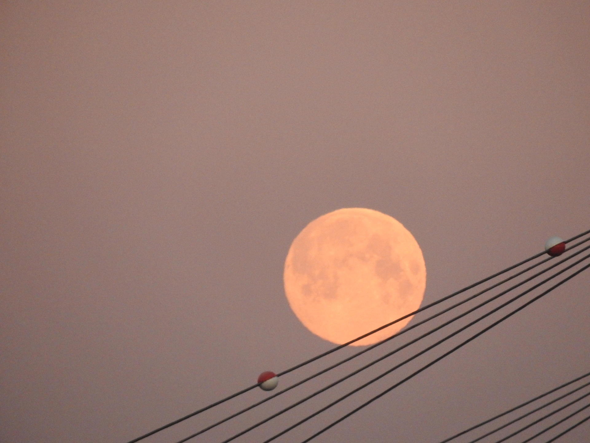 Moon roll by lion-e-s-s-h-e-a-r-t on DeviantArt