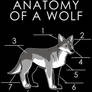 Anatomy Of A Wolf