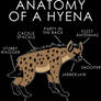 Anatomy of a Hyena