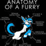 Anatomy of a Furry