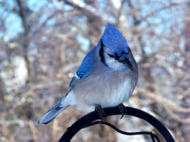 Bluejay