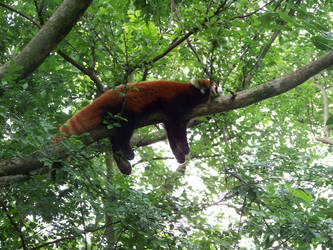 Red Panda