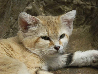 Sand Cat