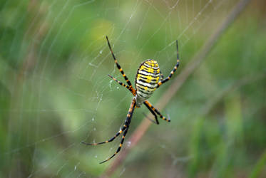 The Banded Garden Spider