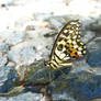 Butterfly II