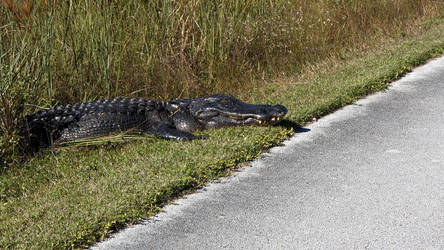 Obstacles on the bike path