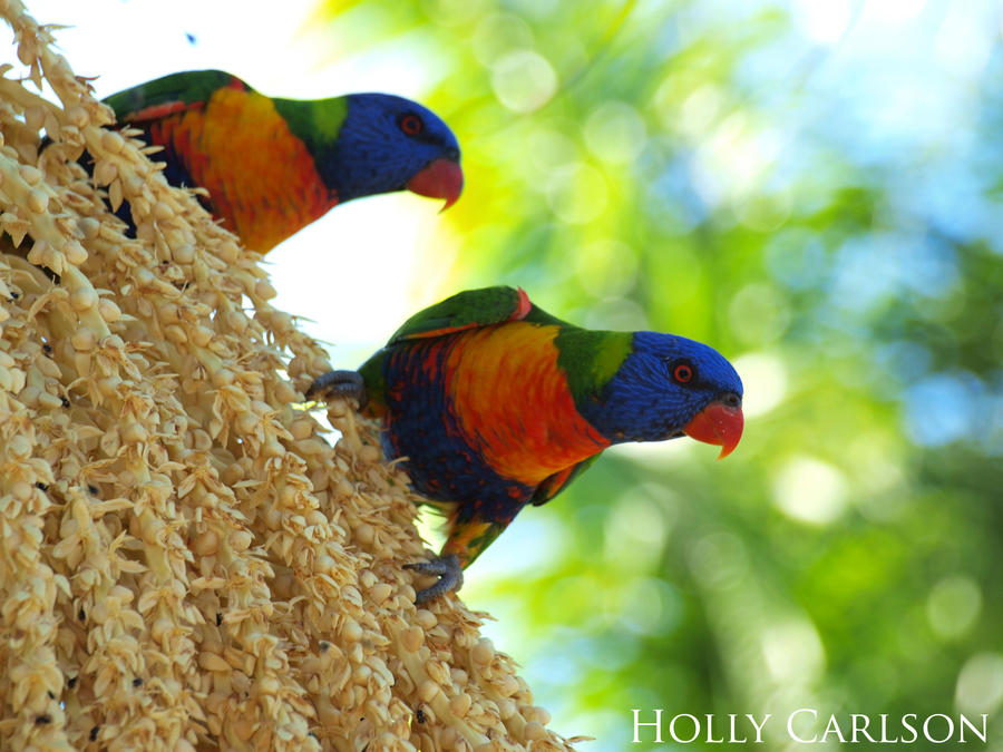 Rainbow Lorikeets