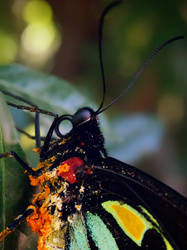 Cairns Birdwing