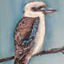 Kookaburra