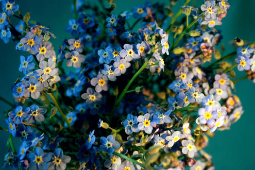 Forget Me Nots