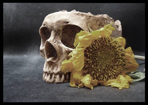 Beauty of Dead Flowers