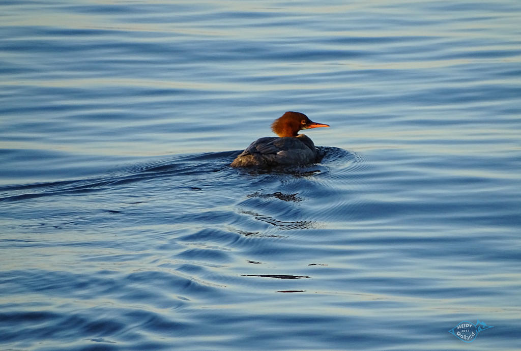 Mergus serrator female swimming away