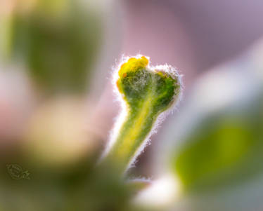 Explore the Best Protrude Art | DeviantArt