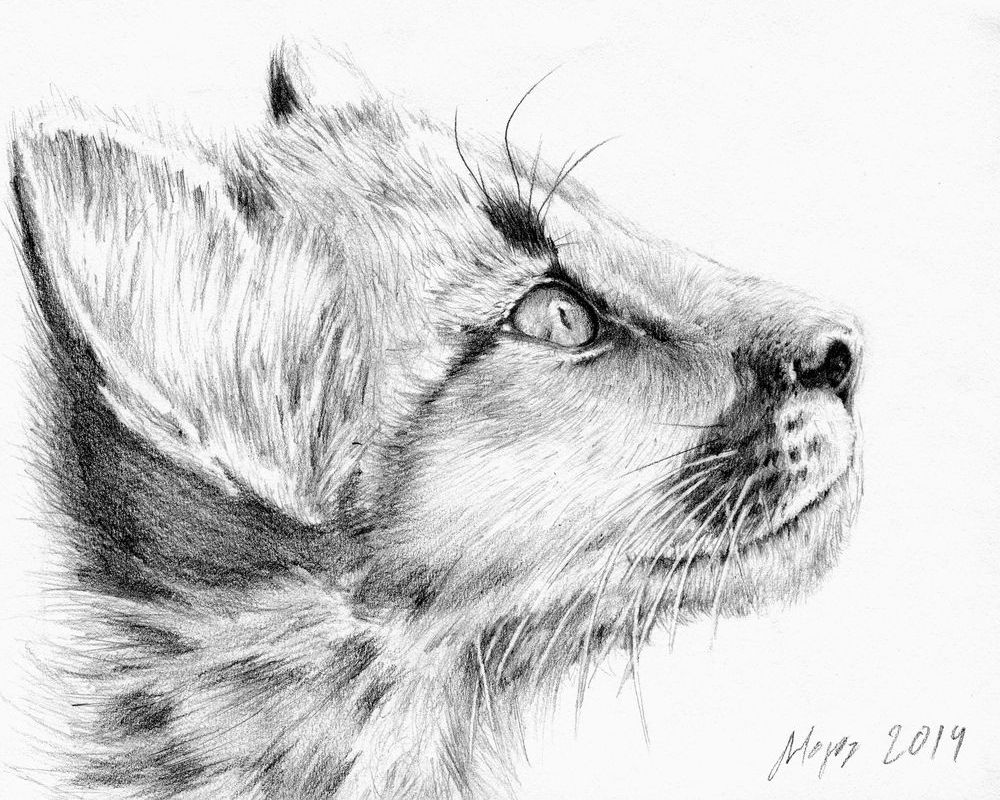 Portrait of cougar