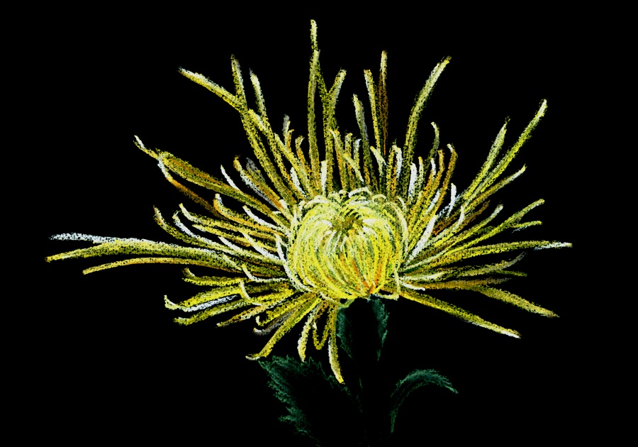 Chrysanthemum