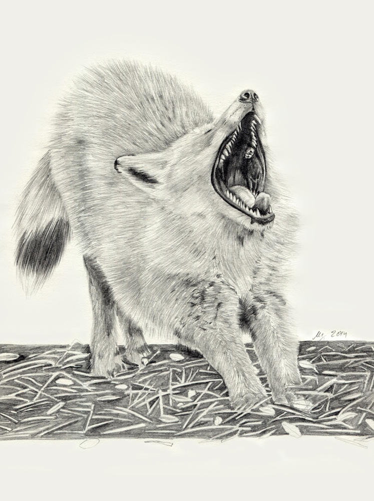 Fox teeth by dimasbka on DeviantArt