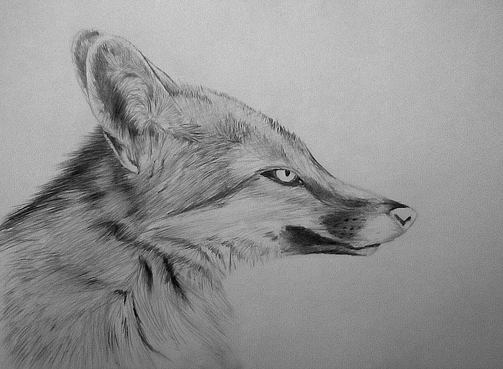 random fox