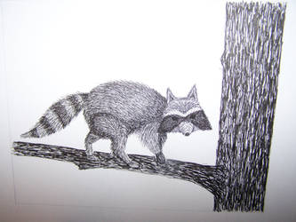 Raccoon