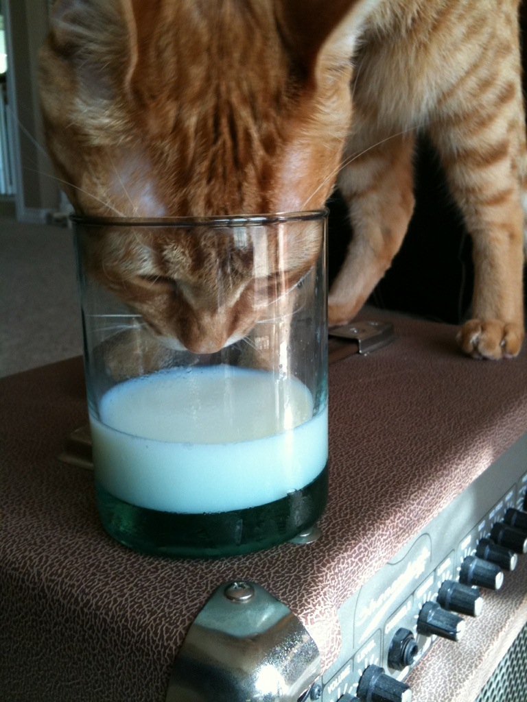 Cats love milk