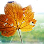 Laminated leaf...