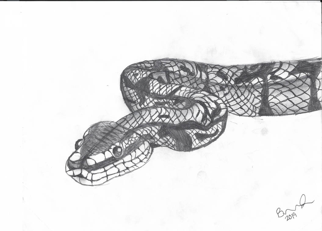 Ball Python by brookealexis20 on DeviantArt