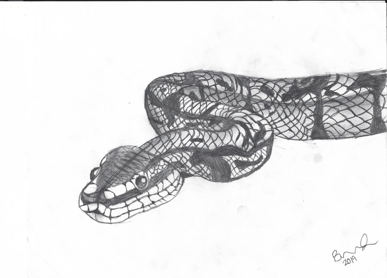 Ball Python by brookealexis20 on DeviantArt
