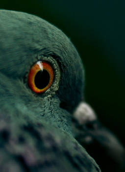Close-Up Of A Stupid Bird